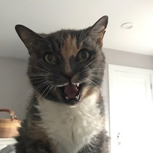 Meet your Posher, Douglas